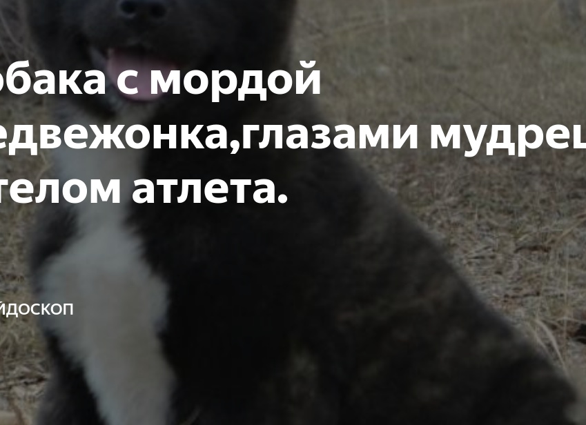 Собака с мордой медвежонка,глазами мудреца и телом атлета.